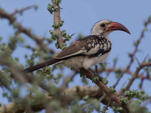 <h3><a href="/trips/tanzania/biota/animalia/chordata/aves/038 bucerotiformes/003 bucerotidae/tockus erythrorhynchus/tockus erythrorhynchus-nl.html">Tockus&nbsp;erythrorhynchus</a> / Northern&nbsp;red‑billed&nbsp;hornbill / Roodsnaveltok</h3>OM-1 Mark II met OLYMPUS M.150-400mm F4.5, 1/2000 sec  bij F4.5, ISO 400, afstand 6.39&nbsp;m